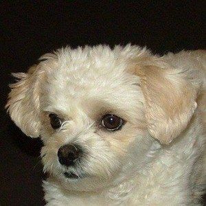 Meet your Posher, Kandy